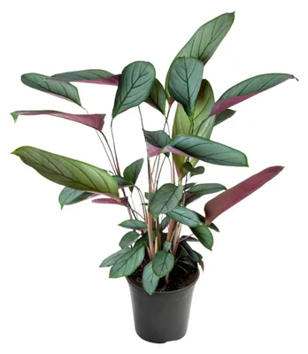 Zdjęcie produktu dla Ctenanthe Setosa - 50-60cm - Ø17cm - Roślina doniczkowa - Zimozielony