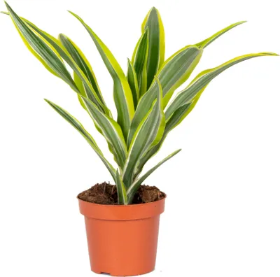 Produktbild von Bloomique - Dracaena Lemon Lime - Drachenbaum - Zimmerpflanzen - Luftreinigend - Sehr pflegeleicht - 20-30 cm Hoch - Topf 12 cm