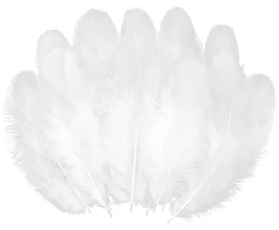 300 weiße Bastelfedern 8-11 cm für DIY & Deko