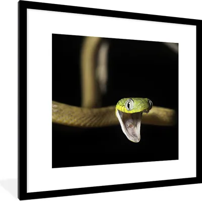 Produktbild von MuchoWow® Gerahmtes Poster Schlange - Tier - Schwarz 40x40 cm - Poster mit Schwarzem Bilderrahmen Wandposter Rahmen Foto Bilder - Poster - Plakat im Rahmen