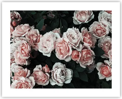 Produktbild von Poster - Poster ohne Rahmen - Rosen Blumen Blätter - 50x40 cm - Wand Bild - Wanddeko - Wandbilder - Kunstposter - Wandposter - Bilder - Kunstdruck - Wanddekoration - Wandbild - P2XAA50x40-4760