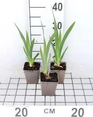 Produktbild von 6 x Iris (germ.) 'White Knight' - Schwertlilie - Topf 9 x 9 cm