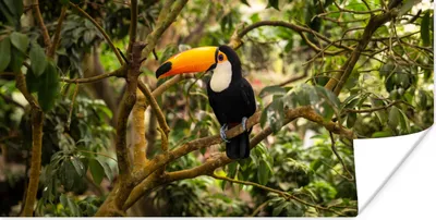 Produktbild von MuchoWow® Poster Vogel - Tukan - Dschungel - Natur - Tropisch 160x80 cm - Foto Poster