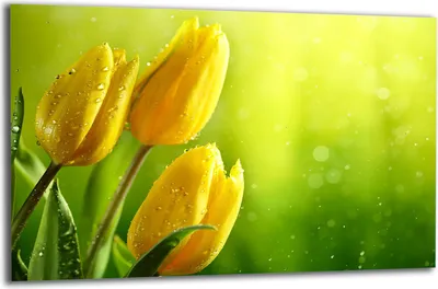 Produktbild von Herdabdeckplatte Glaskeramikkochfeld-Abdeckung Spritzschutz Glas 80x52 Tulpe