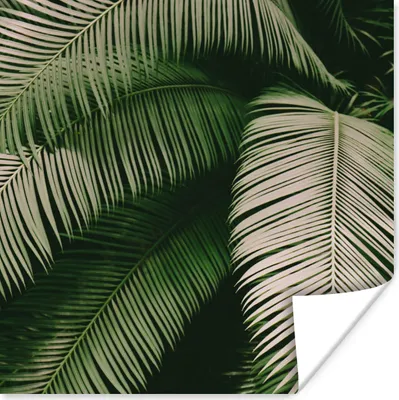 Produktbild von MuchoWow® Poster Palmwedel - Sommer - Tropisch 100x100 cm - Babyzimmer