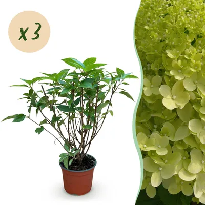 Produktbild von Green boutiQ - Gartenpflanze - Hydrangea panniculata Limelight - Schneeballhortensie - Winterhart - Limettengrün - 3 Pflanzen - Topf 12cm - Höhe 20-30cm