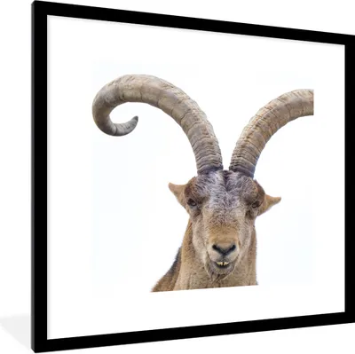 Produktbild von MuchoWow® Gerahmtes Poster Capricorn für weißen Hintergrund 40x40 cm - Poster mit Schwarzem Bilderrahmen Wandposter Rahmen Foto Bilder - Poster - Plakat im Rahmen
