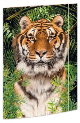 Image de RNK Verlag Dossier de dessins "Tigre" Carton DIN A3