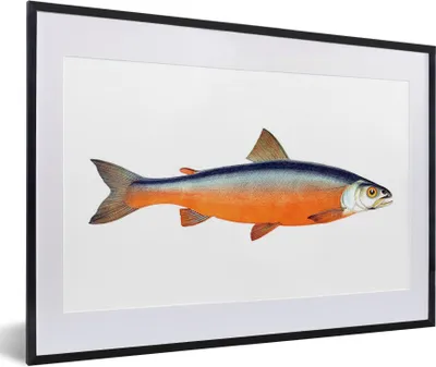 Produktbild von MuchoWow® MuchoWow® Gerahmtes Poster Lachs - Fisch - Orange 60x40 cm - Poster mit zchwarzem Bilderrahmen - Schlafzimmer - Plakat in Rahmen - Drucken