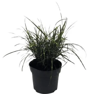 Obrázek produktu pro Ozdobnice čínská zakrslá FloraSelf Miscanthus sinensis 'Strictus Dwarf' 10-100 cm květináč 6 l