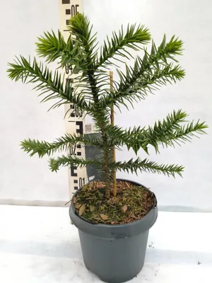 Produktbild von Araucaria araucana Andentanne Affenschwanzbaum 40–50 cm im Topf winterhart