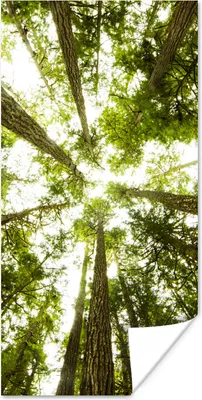 Produktbild von MuchoWow® Poster Hohe grüne Bäume im Dschungel 40x80 cm - Dekoration