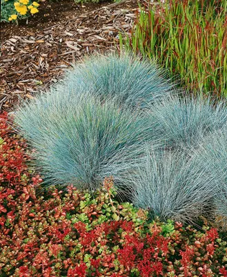 Produktbild von Festuca glauca 'Elijah Blue', Blauschwingel, ca. 9x9 cm Topf