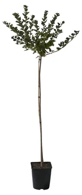 Produktbild von Macherauchs Resistenta Gelbe Stachelbeere Hochstamm ca. 80-90 cm Stamm 120-140 cm groß im 4 L Topf
