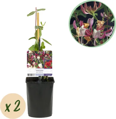 Image de Green boutiQ - Chèvrefeuille - Lonicera serotina - Fleurs roses et blanches - Peu d'entretien - 2 plants - Pot de 11 cm, hauteur 40 cm