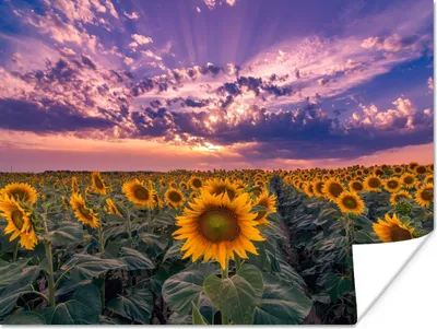 Produktbild von MuchoWow® Poster Blumen - Himmel - Lila - Sonnenuntergang 160x120 cm - Foto Plakat