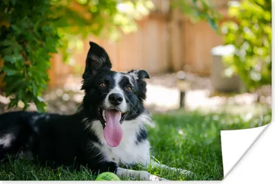 Produktbild von MuchoWow® Poster Hund - Gras - Tiere 180x120 cm - Fotoplakat