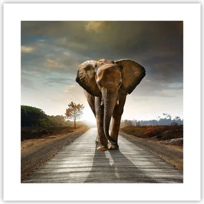 Produktbild von Poster - Poster ohne Rahmen - Elefant Straße Landschaft - 40x40 cm - Wand Bild - Wanddeko - Wandbilder - Kunstposter - Wandposter - Bilder - Kunstdruck - Wanddekoration - Wandbild - P2XAC40x40-0214