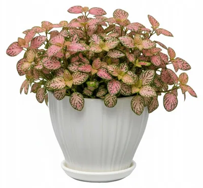 Produktbild von Weisser, Geriffelter Keramikblumentopf, Glänzend, Durchmesser 16 Cm, Höhe 14 Cm