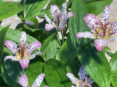 Produktbild von Japanische Krötenlilie  - Tricyrtis hirta, weiß - lila getigert, im Topf 12 cm - 12 cm