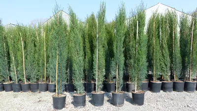 Produktbild von 6x Mittelmeerzypresse 160 cm Säulen Toskana Zypressen Zypresse Cupressus Semper.