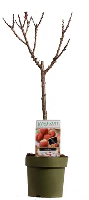 Produktbild von Pfirsichbaum 100-125 cm Prunus persica Zwergpfirsich Pfirsich