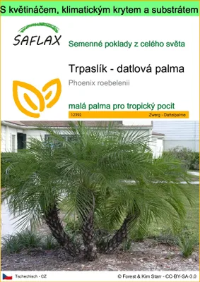 Obrázek produktu pro SAFLAX Garden to go - Trpaslík - datlová palma - Phoenix roebelenii - 25 Semena - S květináčem, klimatickou poklicí a pěstebním substrátem