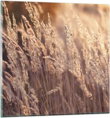 Produktbild von Bilder auf glas - Einteilig - Boho Ähren Feld - 70x70cm - Glasbilder - Wandbilder - Bilder - zum Aufhängen bereit - Wanddekoration aus Glas - Glas Bilder - Wandbild auf Glas - GAC70x70-4838