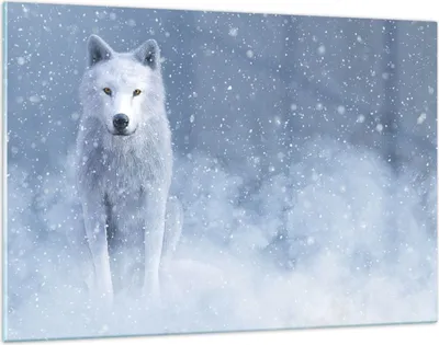 Produktbild von Bilder auf glas - Einteilig - Weiß Wolf Schnee - 120x80cm - Glasbilder - Wandbilder - Bilder - zum Aufhängen bereit - Wanddekoration aus Glas - Glas Bilder - Wandbild auf Glas - GAA120x80-5006