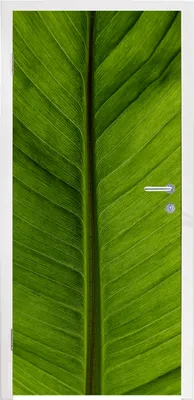 Produktbild von MuchoWow® Türtapete Selbstklebende Türfolie Blätter - Pflanze - Struktur 85x215 cm Türposter Türaufkleber Klebefolie Türklebefolie - Aufkleber für türen - Türplakat - Dekoration