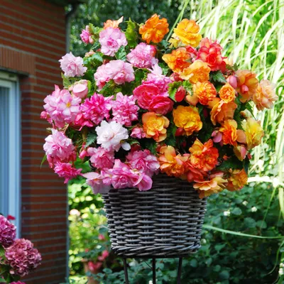 Obrázek produktu pro Begonia Balcony Mix 5 ks Sazenice hlízy Begónie sazenice