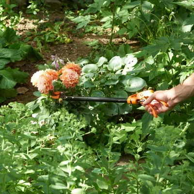 Produktbild von Langstielige Gartenschere „Titanium”