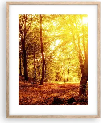 Produktbild von Gerahmtes Poster - Rahmen in heller Eiche - Wald Baum Natur - 40x50 cm - Wand Bild - Wanddeko - Wandbilder - Kunstposter - Wandposter - Bilderrahmen - Bilder - Kunstdruck - Wandbild - P2NPA40x50-3722
