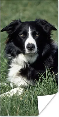 Produktbild von MuchoWow® Poster Border Collie liegt im hohen grünen Gras 60x120 cm - Wandschmuck