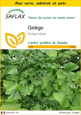 Image de SAFLAX Ensemble de culture - Ginkgo - 4 graines - Ginkgo