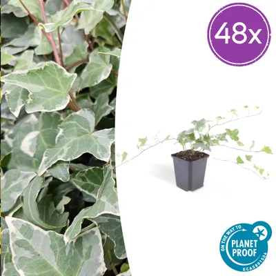 Produktbild von Hedera helix 'Glacier' - Efeu - Bodendecker - Grün mit silberweißen Adern - Für Sonne und Schatten - 48 Pflanzen - Höhe 10-25 cm - Ø 9 cm