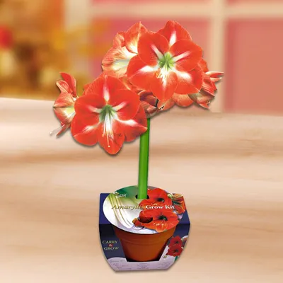 Produktbild von Weihnachtsdeko Pflanze rot, vorgepflanzte Knolle in Terrakotta, Ø 18 cm