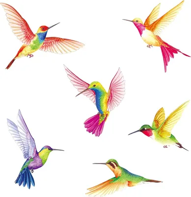 Imagen del producto de Calcomanías para pared con diseño de colibrí, removibles, de varios colores, ideales para habitaciones infantiles