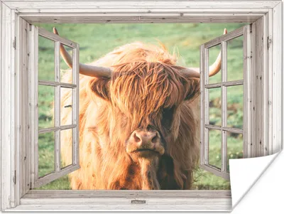 Produktbild von MuchoWow® Poster Schottischer Highlander - Kuh - Ansicht 80x60 cm - Kunst für zu Hause