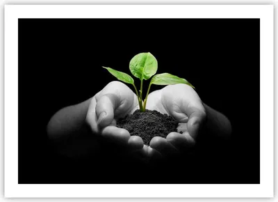 Produktbild von Poster - Poster ohne Rahmen - Natur Pflanze Wissenschaft Schutz - 70x50 cm - Wand Bild - Wanddeko - Wandbilder - Kunstposter - Wandposter - Bilder - Kunstdruck - Wandbild - P2XAA70x50-2188