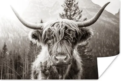 Produktbild von MuchoWow® Poster Schottischer Highlander - Kuh - Tiere - Schwarz - Weiß 180x120 cm - Fotoplakat