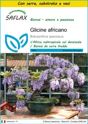 Immagine prodotto di SAFLAX Insieme di coltivazione - Glicine africano - 15 semi - Bolusanthus