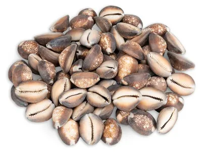Produktbild von Schlangenkopfschnecke 0,5 kg 2-4 cm ca. 60-70 Stück Kaurimuschel Deko Basteln