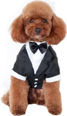 Image de Chien-chien habille un noeud papillon élégant pour le costume de mariage d'un animal de compagnie - style smoking comme décrit, noir-L