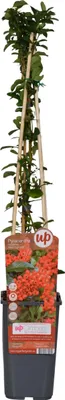 Immagine prodotto di Pungitopo mediterraneo 'Red Column' - Ø15cm - ↕65cm