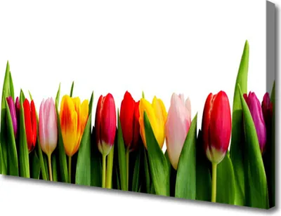 Produktbild von Tulup Leinwand-Bilder 100x50 Wandbild Canvas Kunstdruck Tulpen Pflanzen