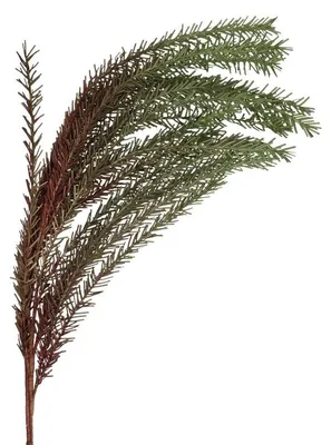 Immagine prodotto di Pomax Fiori Kunstfeder, Geel | Marrone, altezza 120 cm
