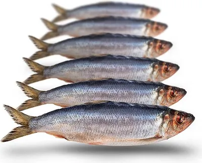 Produktbild von Prebaits Hering klein 500/550gr