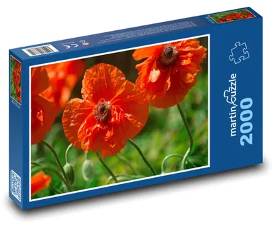 Obrázek produktu pro Puzzle 2000 Vlčí mák - červené květy - martinpuzzle