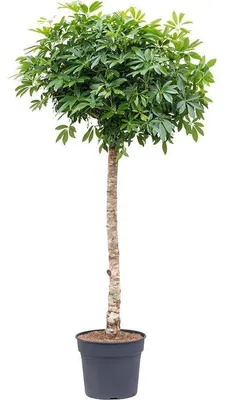 Produktbild von Schefflera am Stiel - 185-200cm - Ø40cm - Zimmerpflanze - Immergrün
